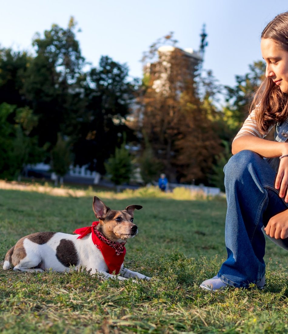 a-teenage-girl-trains-a-cute-pet-dog-jack-russell-on-the-grass-in-a-doggy-park-in-the-autumn-evening.jpg